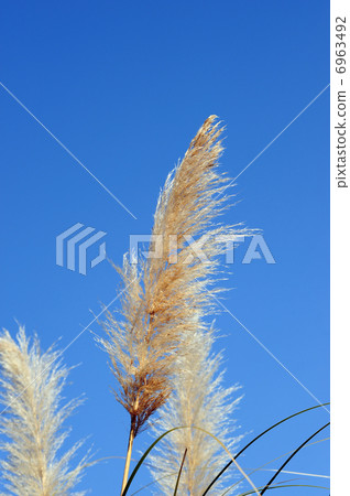 Pampasgrass-2 6963492