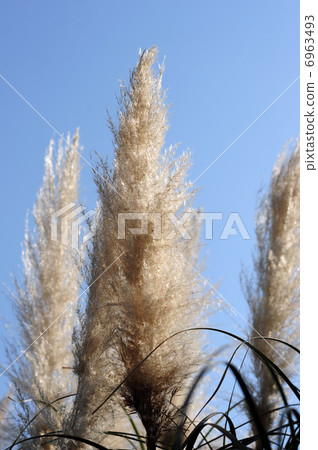 Pampasgrass - 3 6963493