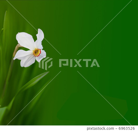 narcissus flower 6963526