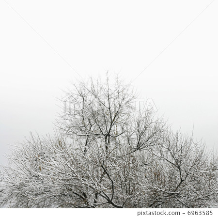 winter tree in snow winter tree in snow 6963585