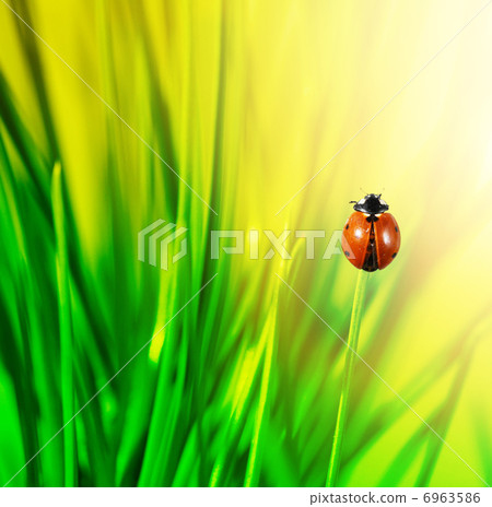 ladybug in green grass ladybug in green grass 6963586