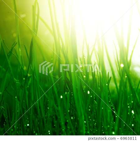 soft green grass background soft green grass background 6963811
