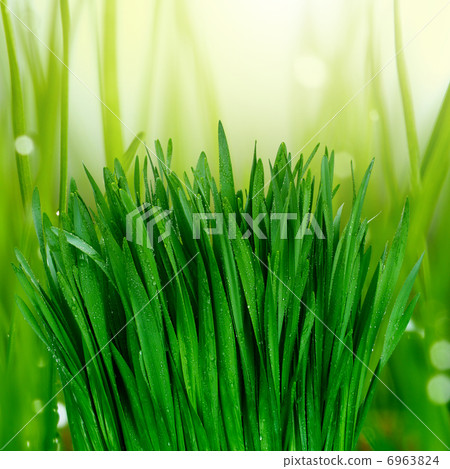 grass with water drops 6963824