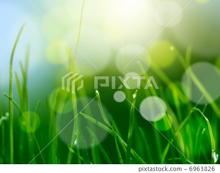 soft blur green grass background 6963826