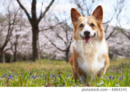 櫻花和穆斯卡里和柯基犬 櫻花和穆斯卡里和柯基犬 6964141