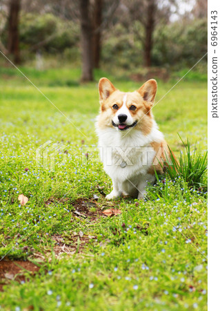 春天廣場的柯基犬 春天廣場的柯基犬 6964143