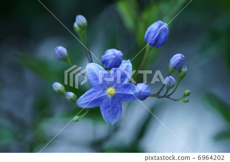 I'm Tanahananas, a venerable eggplant. I'm Tanahananas, a venerable eggplant. 6964202