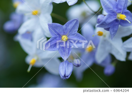 I'm Tanahananas, a venerable eggplant. 6964204