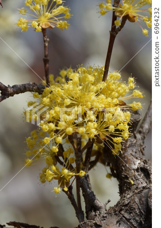 Yamashina (Sashiyu) 6964232