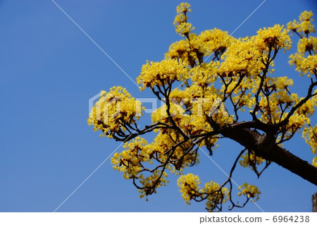 Yamashina (Sashiyu) Yamashina (Sashiyu) 6964238