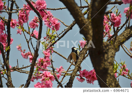 Peach blossoms and tits 6964671