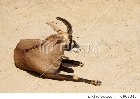 Adventure World's Eland 6965343