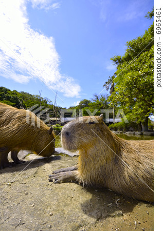 Capybara Capybara 6965461