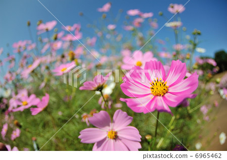 Cosmos Cosmos 6965462