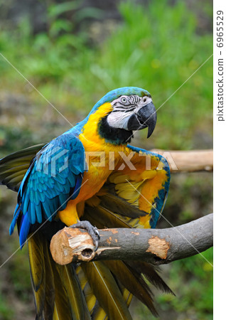 Ruri Macawo Ruri Macawo 6965529