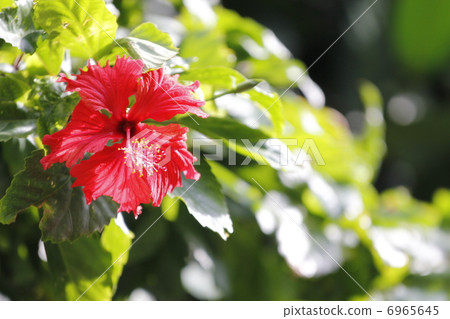 Hibiscus 6965645