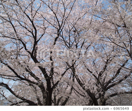 Sakuragi flower 6965649