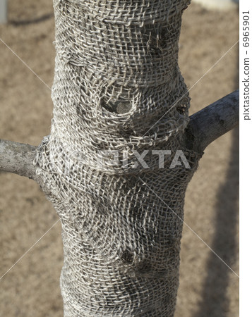 A tree coat also suffered 6965901