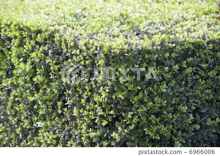 Park's box wood leaves 6966006