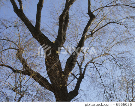 Death of a street tree 6966026