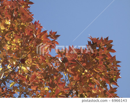 藍天和秋葉 6966143