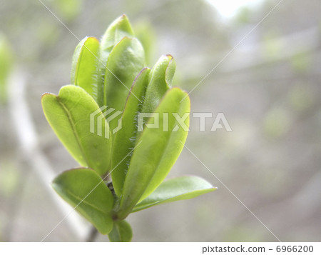 丁香發芽 6966200