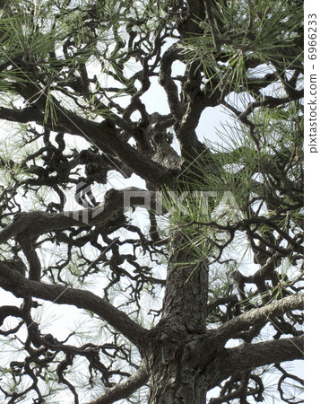 Pine punch branch 6966233