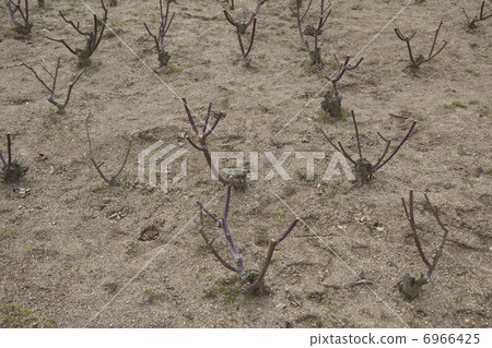 Rose seedlings planted in the flower bed 6966425