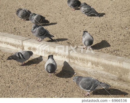 Sunbutton's pigeons 6966536