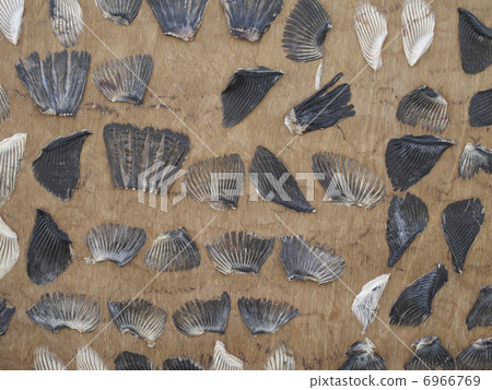 Fin of a blown of dried fish pasted on a board Fin of a blown of dried fish pasted on a board 6966769