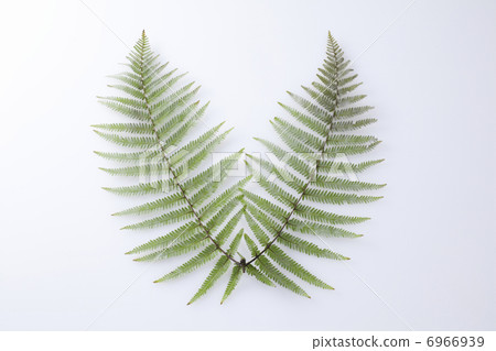 粗糠 粗糠 6966939