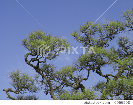 Pruned pine tree branch 6966998