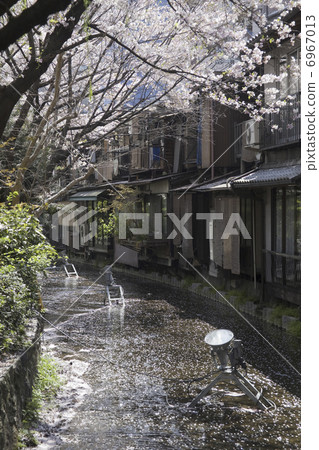 櫻花和高瀨河 櫻花和高瀨河 6967013
