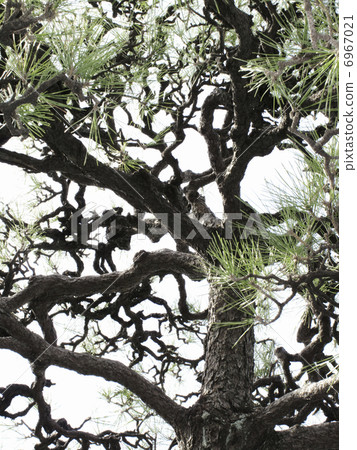 Pine punch branch 6967021