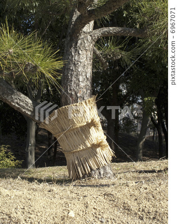 Protection of pine trees Rather Protection of pine trees Rather 6967071