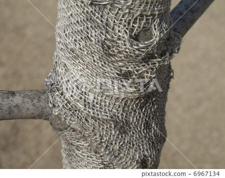 A tree coat also suffered 6967134