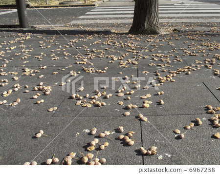 Fruit of a stepped ginkgo Fruit of a stepped ginkgo 6967238