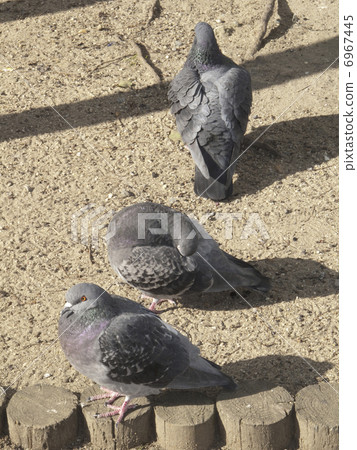 Sunbutton's pigeons Sunbutton's pigeons 6967445