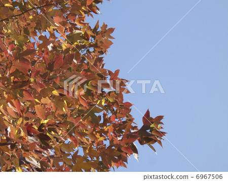 藍天和秋葉 6967506