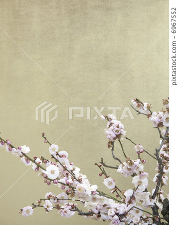 Plum bonsai Plum bonsai 6967552