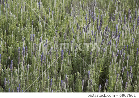 薰衣草花 6967661