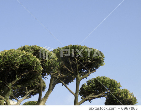 Pruned Maki's branch swing 6967865