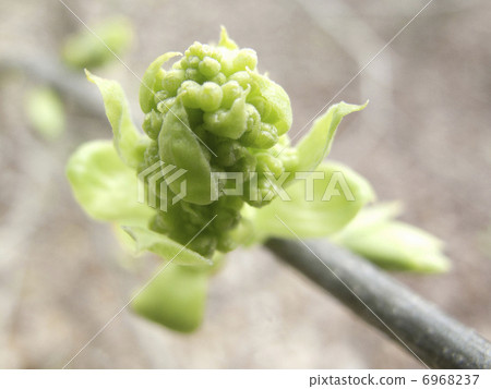 Lilac sprout 6968237