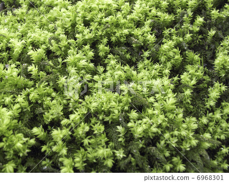 Moss growing in the root of trees Moss 6968301
