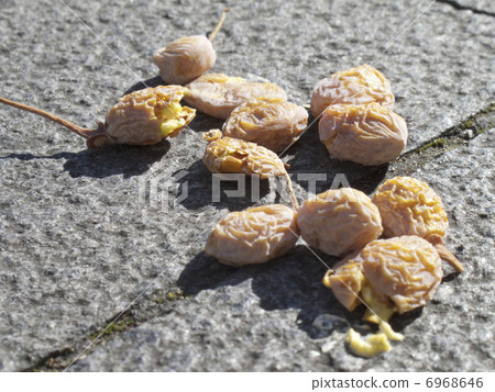 Fruit of a stepped ginkgo 6968646