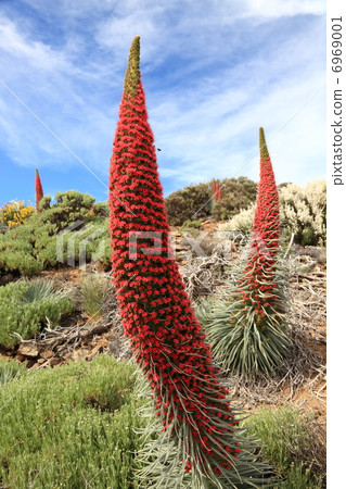 Tenerife flowers 6969001