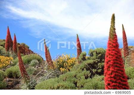 Tenerife plants Tenerife plants 6969005