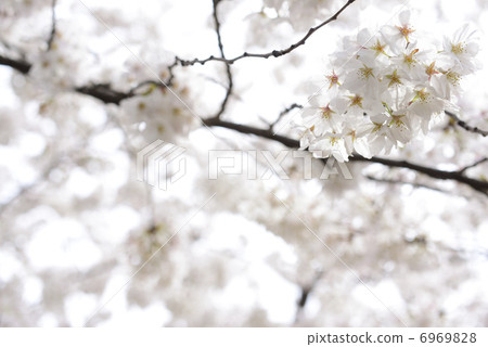 Cherry Blossoms Cherry Blossoms 6969828