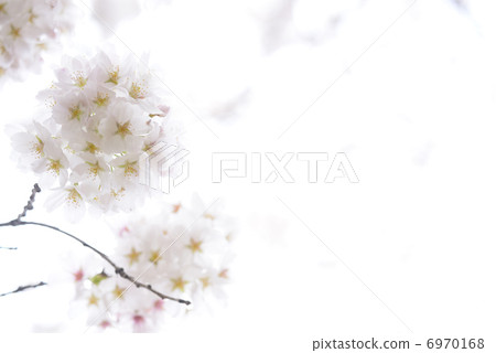 Cherry Blossoms	 6970168