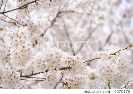 櫻桃樹 櫻桃樹 6970176